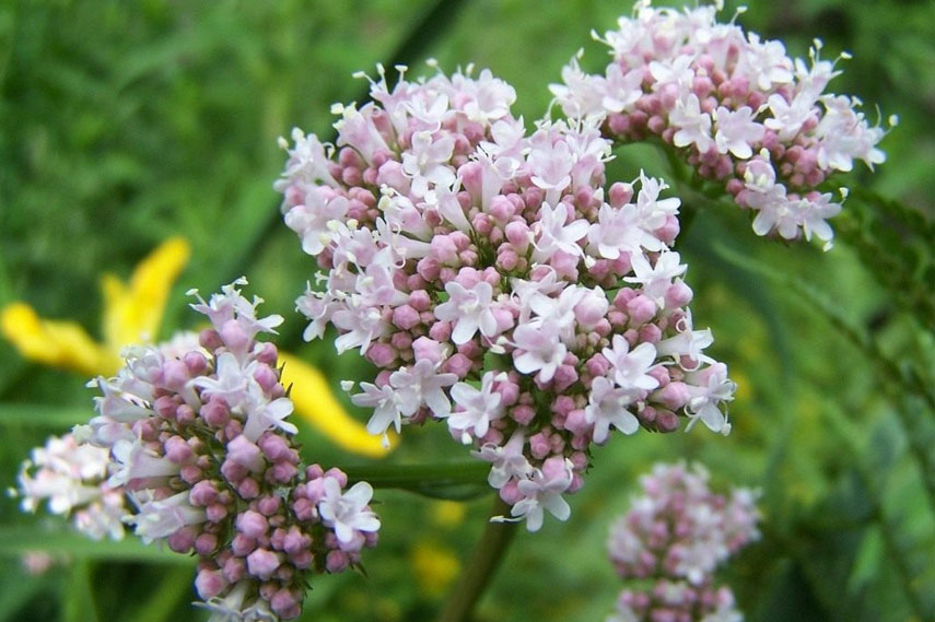 Valeriana: una planta que altera el comportamiento de los gatos