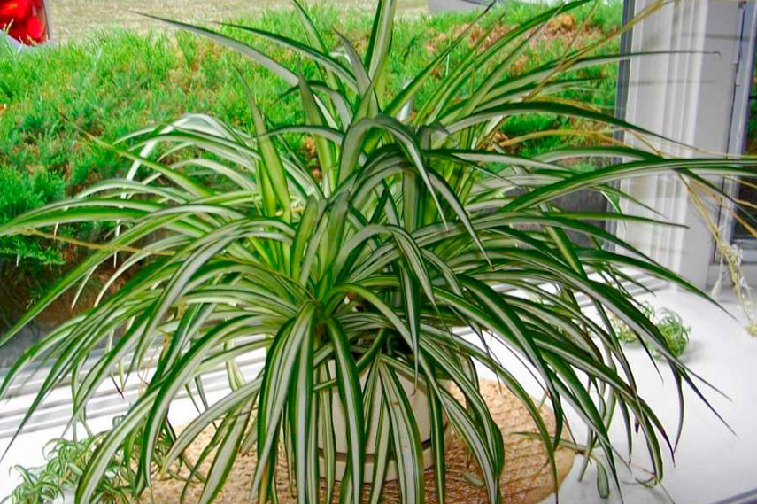 Chlorophytum: una flor segura para gatos
