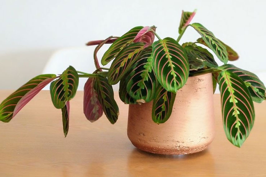 Maranta – flor segura para los gatos
