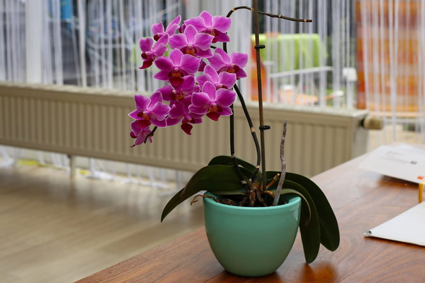 Orquídea: una flor segura para gatos