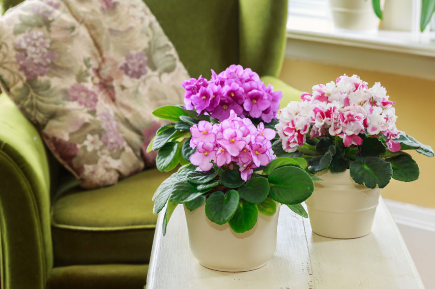 Violetas: flores seguras para gatos