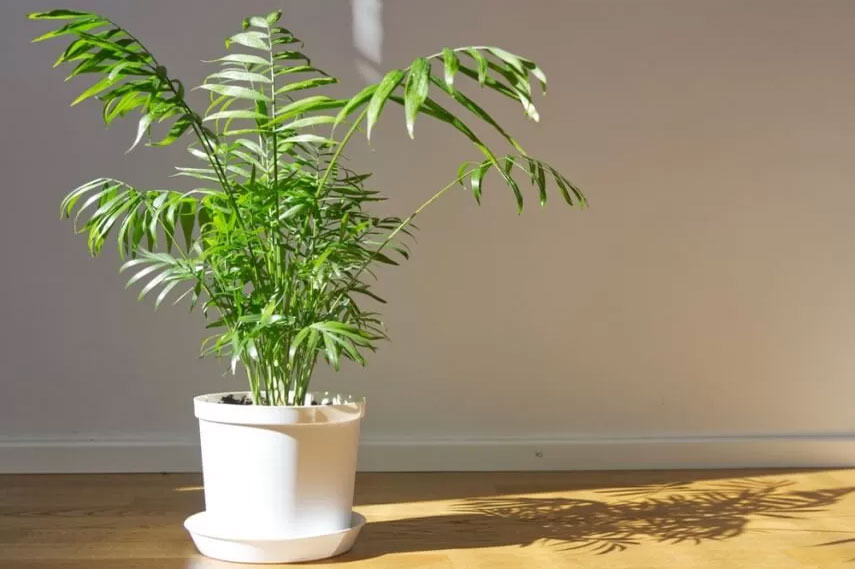 Chamaedorea: una flor segura para gatos