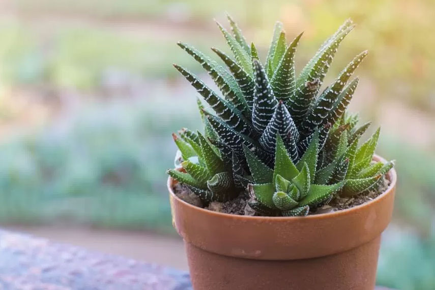 Haworthia – flor segura para los gatos