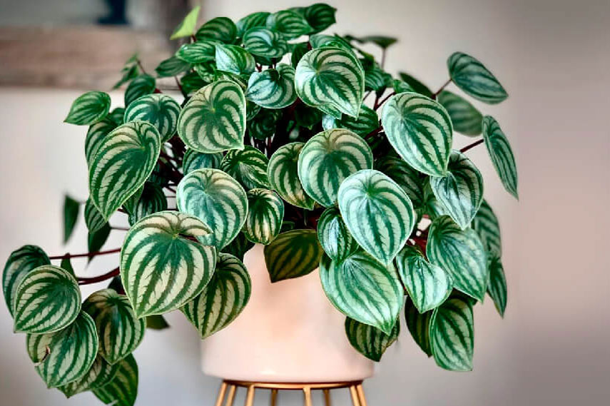 Peperomia – flor segura para los gatos