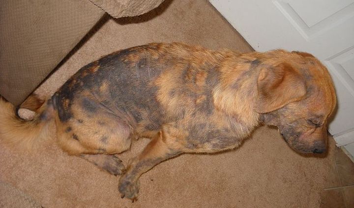 Acantosis nigra en perros