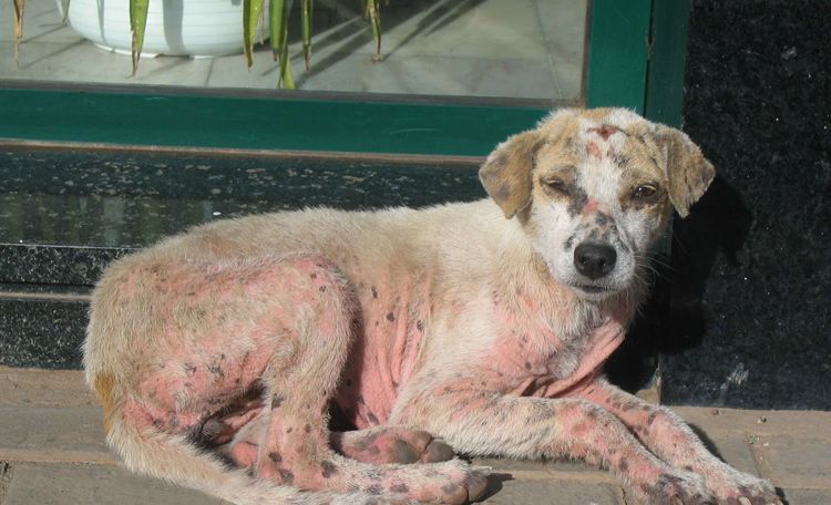 Sarcoptosis en perros