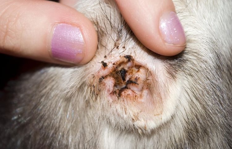 Otodectosis en perros