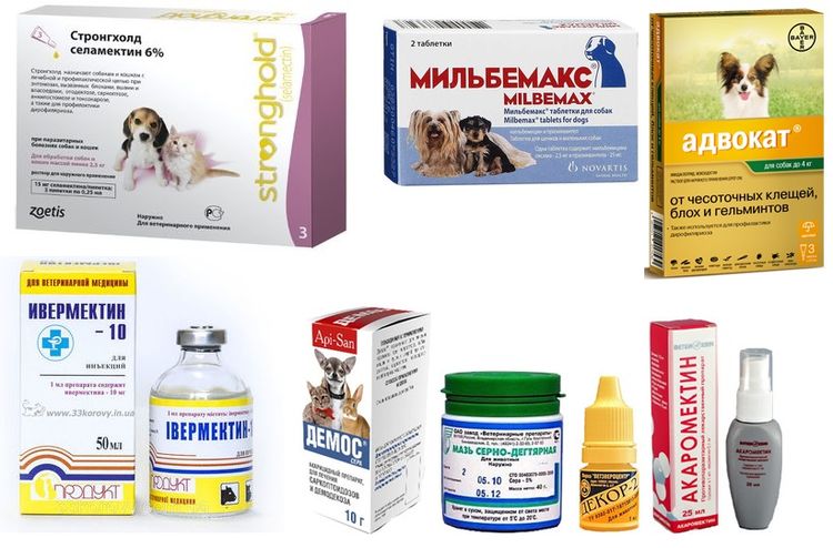 Tratamiento de la sarna en perros