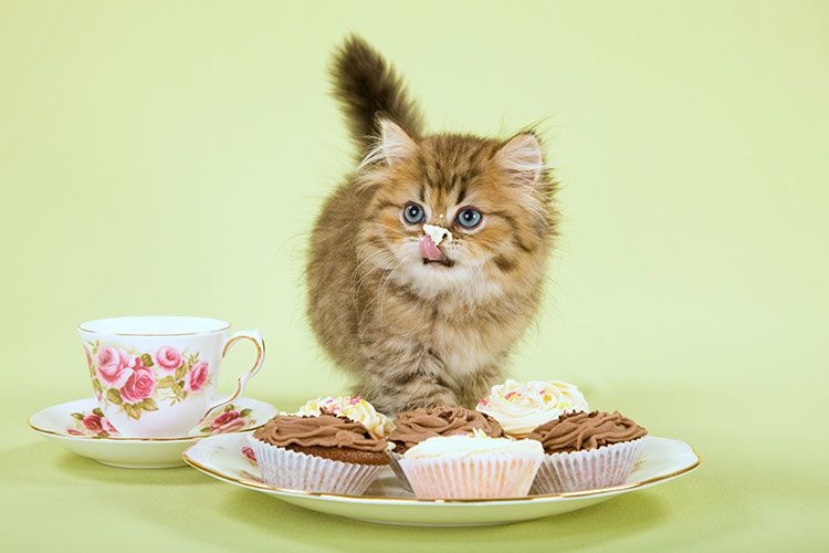 ¿Comprende el gato lo dulce?