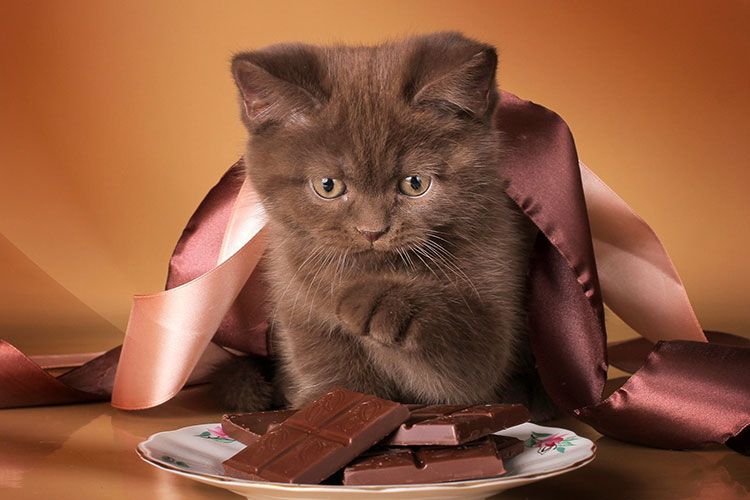 Gatito y chocolate