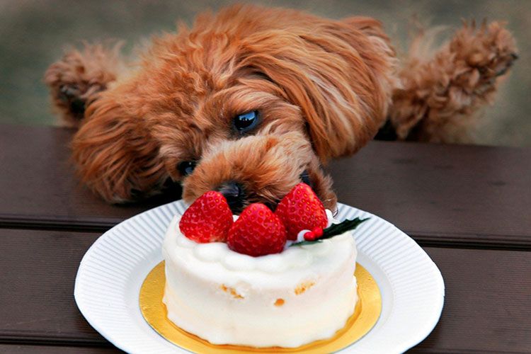 El perro come pastel