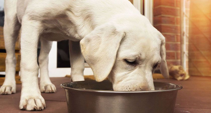 Labrador come