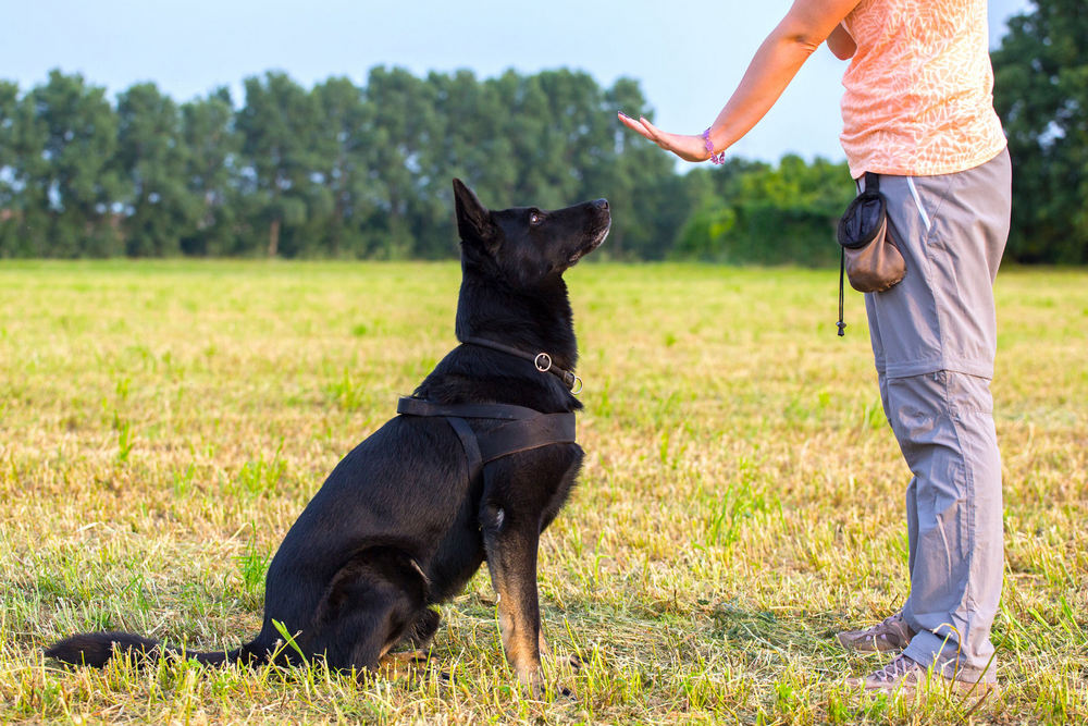 Adiestrador, perro en el campo, árboles