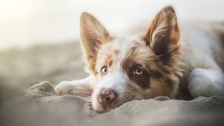 Enterocolitis en perros