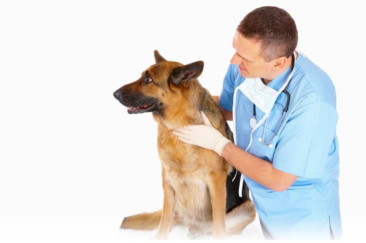 Pastor alemán en el veterinario
