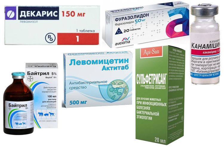 Tratamiento de la enterocolitis en perros
