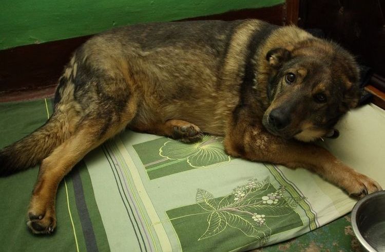 Enterocolitis en perros