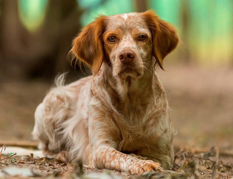 Perro de la raza Spaniel bretón