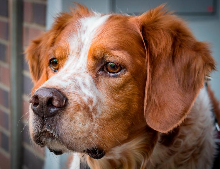 Epagneul bretón (Spaniel bretón)