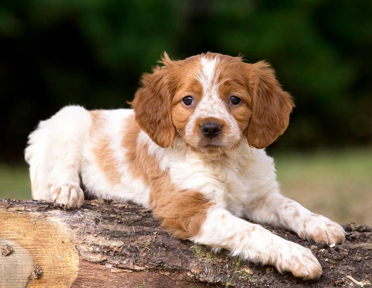 cachorro de la raza Epagneul Bretón