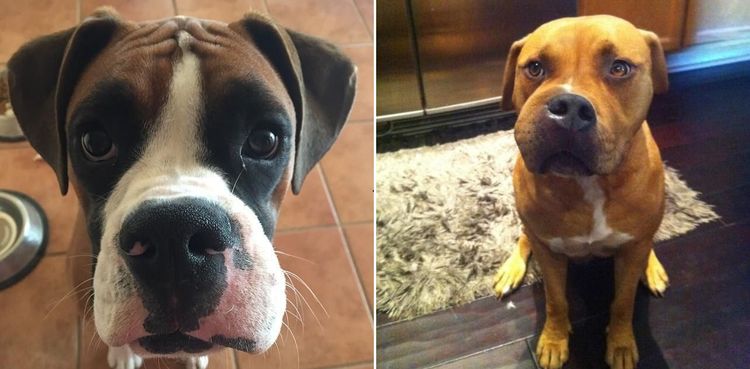Cómo se ve un flemón en un perro en la foto
