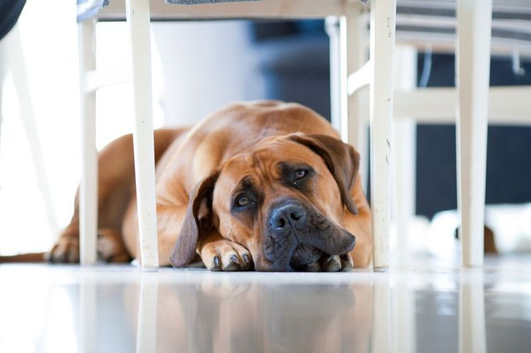 Perro triste debajo de la mesa