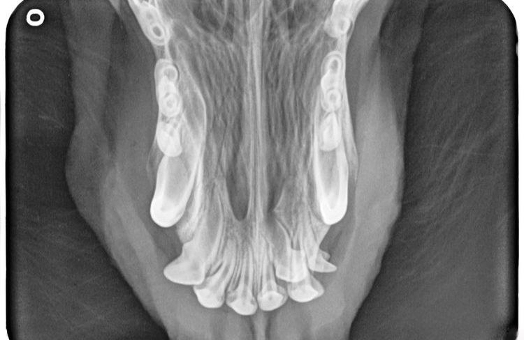Radiografía de los incisivos de la mandíbula superior de un perro con flemón