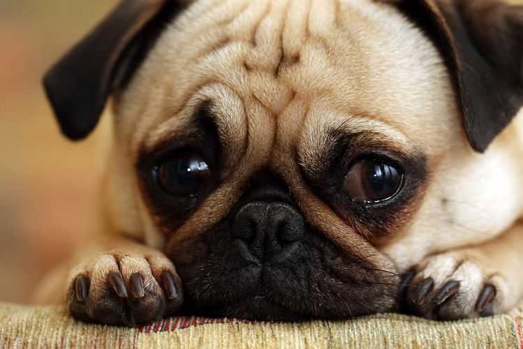 El Pug está enfermo