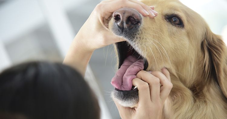 Flemón en perros