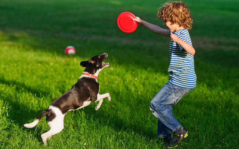 Acostumbramiento del perro al frisbee