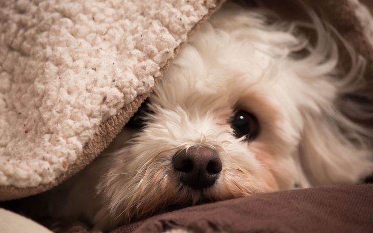 El perro se esconde debajo de la manta