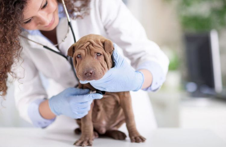 Examen del perro por el veterinario