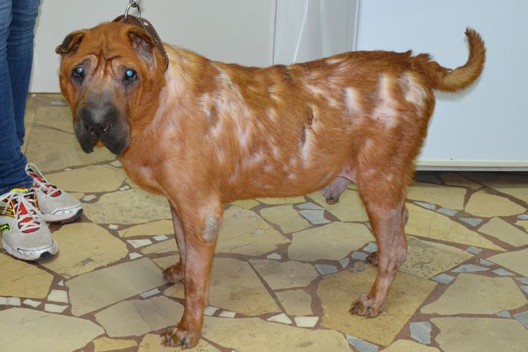 Pérdida de pelo en el perro por hipotiroidismo