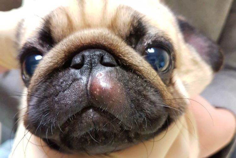Histiocitoma en el hocico de un perro