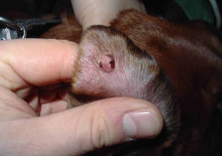 Histiocitoma en la oreja de un perro