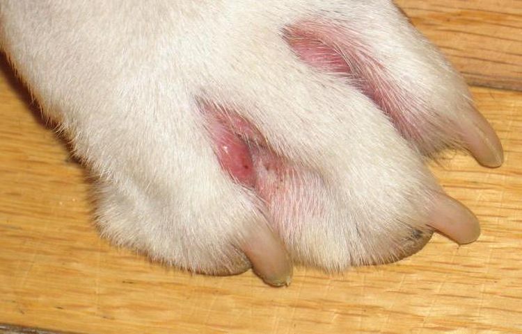 Histiocitoma en la pata de un perro