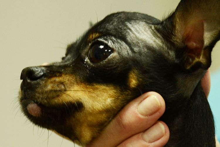 Histiocitoma en perros: causas y tratamiento