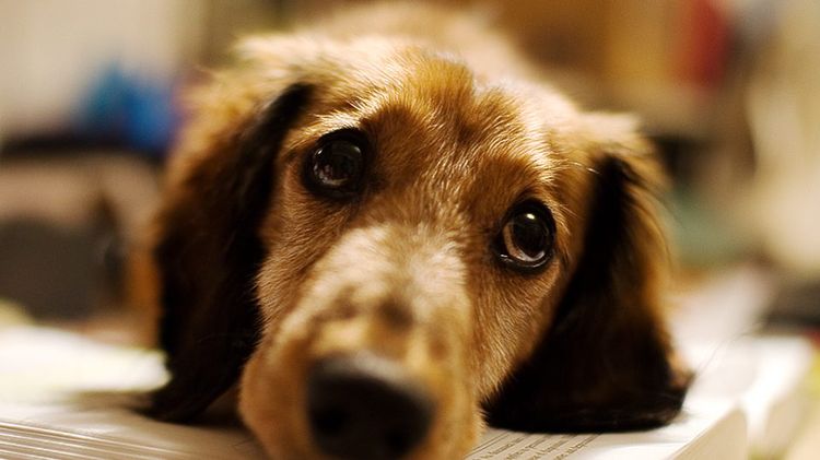 El perro está triste