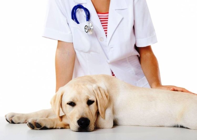Labrador en el veterinario
