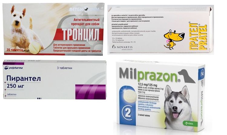 Tratamiento de la colecistitis en perros