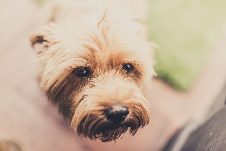 Colecistitis en perros