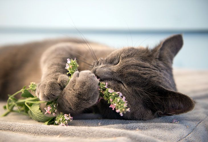 El gato y la hierba gatera