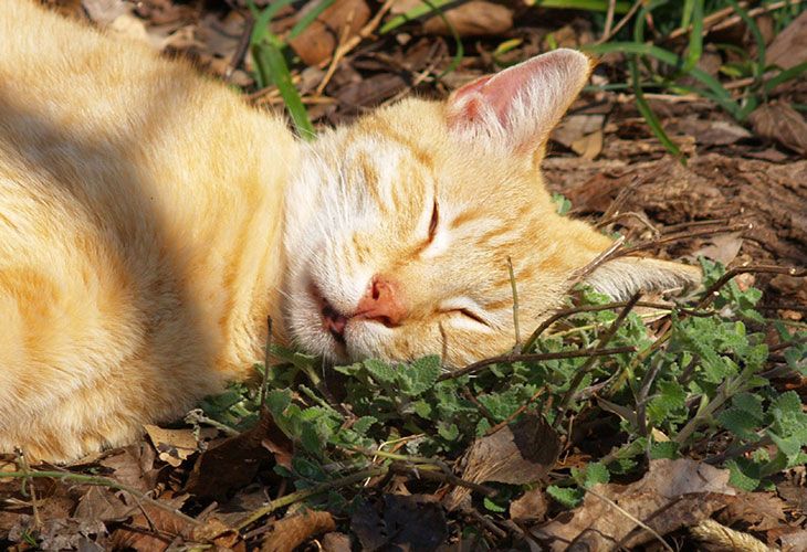 Gato naranja y hierba gatera
