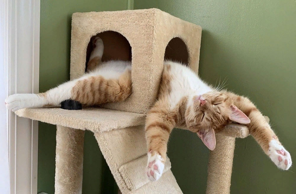 ¿Por qué los gatos duermen en posturas incómodas?