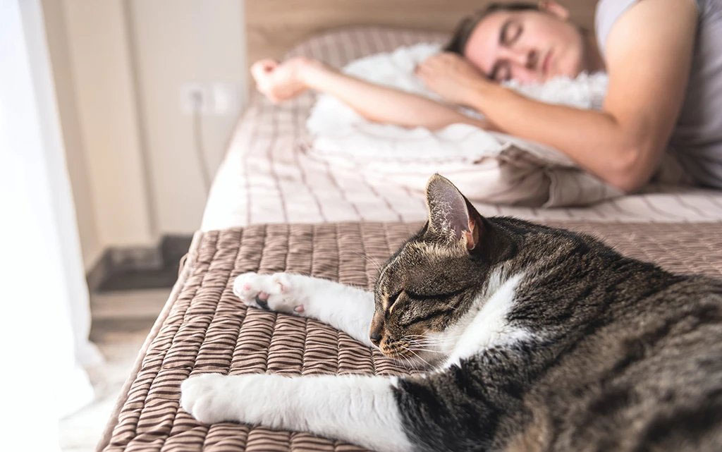 Por qué los gatos no duermen con cualquiera