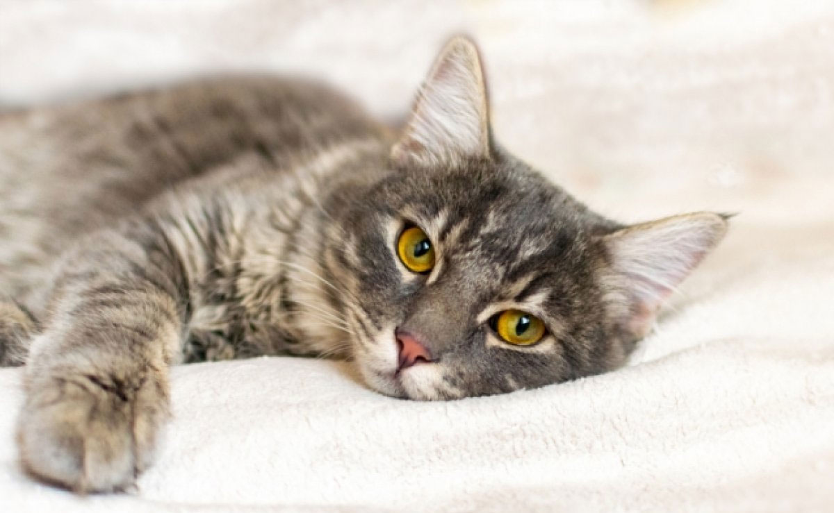 Preferencias de las mascotas: cómo los gatos eligen dónde dormir