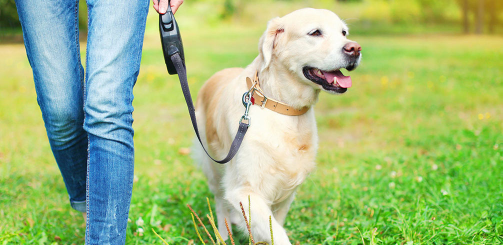 Órdenes de prohibición para el perro
