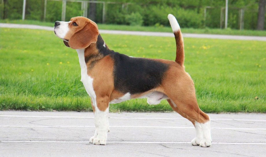 La posición de exhibición correcta del perro