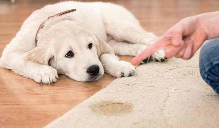 El cachorro orina en la alfombra