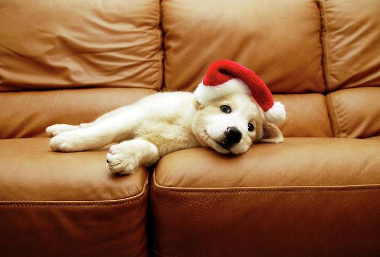 El cachorro está tumbado en el sofá